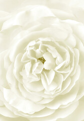 A painting made of beautiful, soft white roses. Decorative rose picture. © Vidal