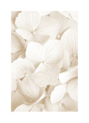A painting made of beautiful, soft white flower. Decorative flower picture. © Vidal