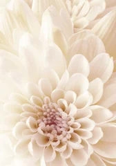 A painting made of beautiful, soft white flower. Decorative flower picture. © Vidal