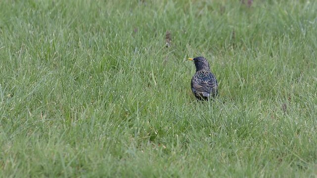 Etourneaux Sansonnet d&eacute;niche insectes et larves sous le sol
