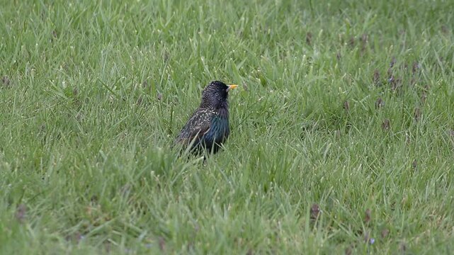 Etourneaux Sansonnet d&eacute;niche insectes et larves sous le sol