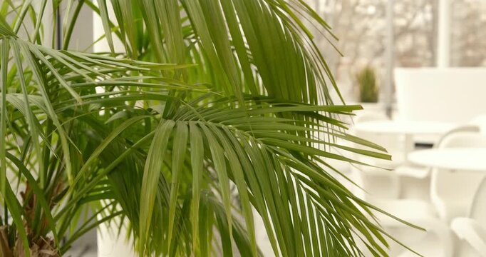 modern cafe interior featuring tropical palm plants and white tables and chairs, filmed in soft focus. The scene captures a stylish indoor space with a relaxed and aesthetic atmosphere. minimalistic