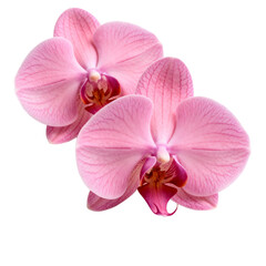 Obraz premium Two Pink Orchids on White Background