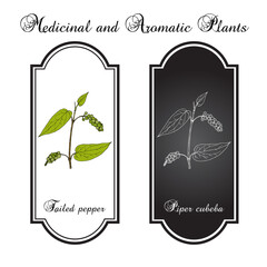 Naklejka premium Tailed pepper, or cubeb (piper cubeba), edible and medicinal plant. Hand drawn botanical vector illustration