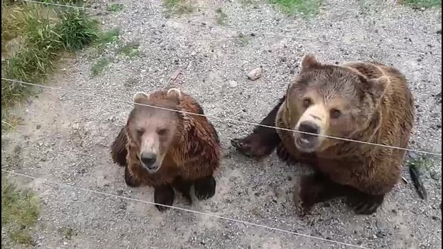b&auml;r zoo essen tier