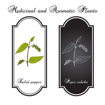 Tailed pepper, or cubeb (piper cubeba), edible and medicinal plant. Hand drawn botanical vector illustration
