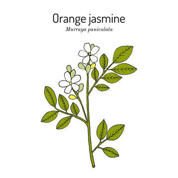 Orange jasmine, or china box (Murraya paniculata), edible and medicinal plant. Hand drawn botanical vector illustration