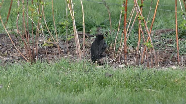 merle en recherche de nourriture