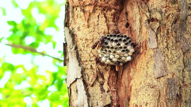 wasp colony activity cleaning the nest and caring for the larvae