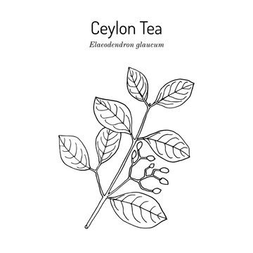 Ceylon Tea (Elaeodendron glaucum), medicinal plant. Hand drawn botanical vector illustration