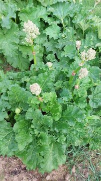 rhubarbe fleurie