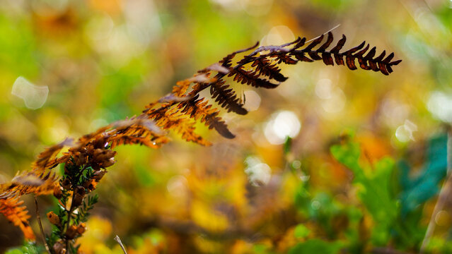 For&ecirc;t des Landes de Gascogne, en automne