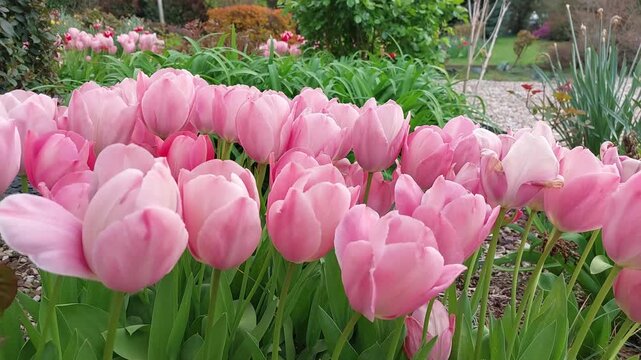 Tulipes dans le vent