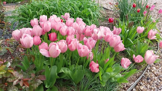 Tulipes dans le vent