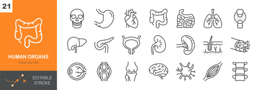 Human Organs Vector Icons Set. Internal Anatomy, Medical and Healthcare Symbols, Biology and Body System. Isolated Editable Stroke Linear Collection.
