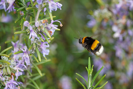 A ground bumblebee in flight near a bush of blooming rosemary light purple flowers nectar pollen insect bush nature flora fauna