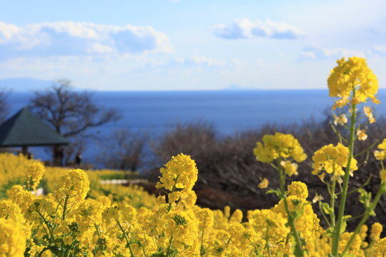 神奈川県は吾妻山公園展望台付近に咲く菜の花