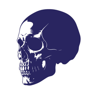 Dark blue and white of a human skull in profile skull profile view monochrome