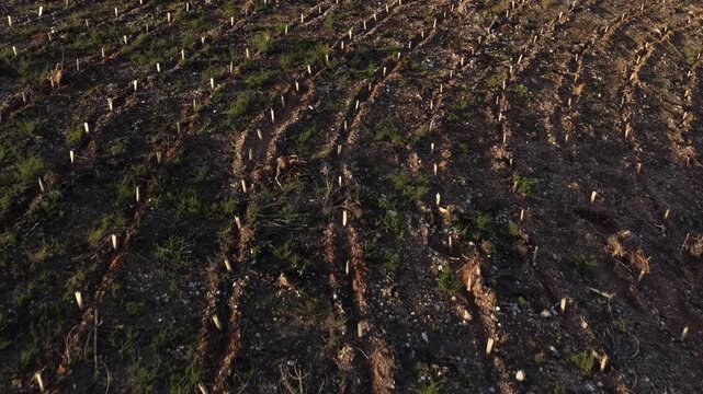 Aerial view of recently planted saplings aligned in rows across the arid landscape, highlighting the contrast between new life and earth, Lisbon, Portugal.