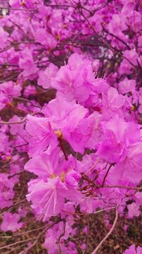 Cinematic vertical slow motion of pink azaleas swaying under a bright spring sky.