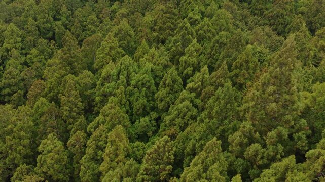 Aerial view of trees blowing in the wind over green forest