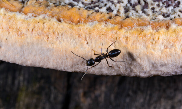 Camponotus vagus (black carpenter ant) on the fruiting body of a polypore fungus growing