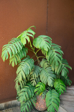 Monstera Giant, The leaves are alternate, leathery, dark green, very large. Plant can grow in the the house that have wall background.

