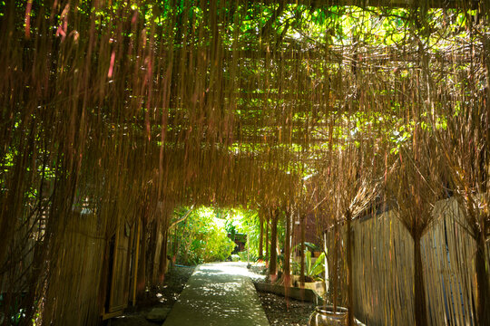 Javanese Tree bine or Grape Ivy, Tree tunnel arch with climbing or ivy plant and light at the end of the tunnel at the garden park. tree bend or curve to archway entrance of the garden.
