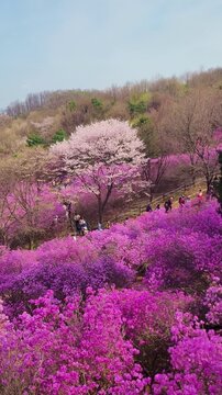 Beautiful vertical slow motion panorama of the pink azalea hillside in Bucheon, Korea.