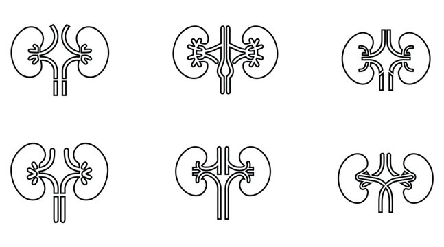 Human kidney vector line icon set, nephrology CKD kidney renal stage symbol outline icon vector art illustration