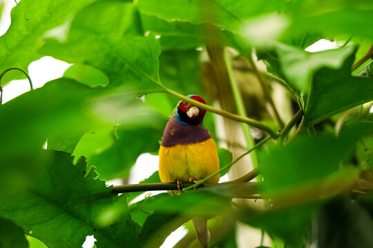 Erythrura gouldiae bird perched in a lush green environment with leaves surrounding it in bright daylight