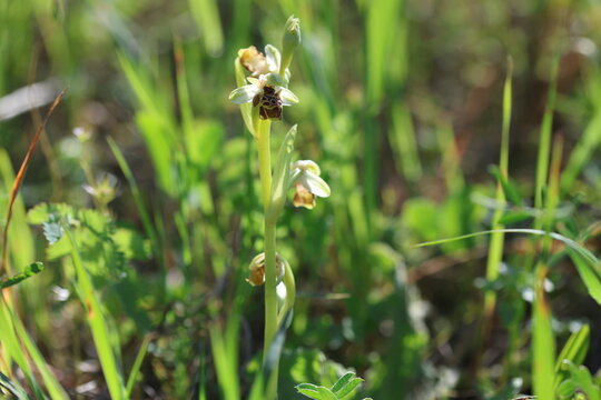 Close up of Ophrys morio orchid in the field in spring