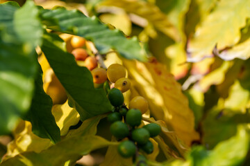 Close-up of ripening yellow and green coffee beans on a branch © HoyaEuny