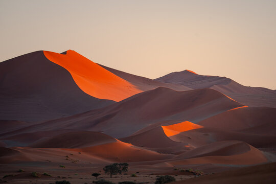 View of fiery dunes ablaze with golden light, casting long shadows across the rippled sands, a solitary tree standing guard, Sossusvlei, Hardap Region, Namibia.