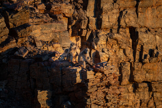 View of sun-drenched cliffs cradle a huddle of baboons, their fur a soft contrast to the rugged stone, a wild tableau suspended in time, Keetmanshoop, Karas Region, Namibia.