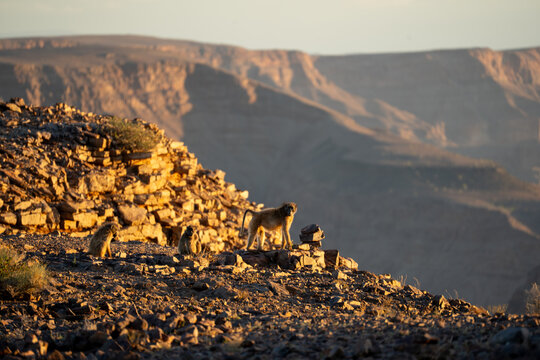View of baboons basking in the warm glow of the setting sun, perched atop a rocky outcrop overlooking the vast, textured landscape, Keetmanshoop, Namibia.