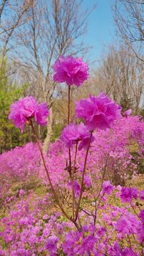 Detailed close-up of pink azalea flowers in slow motion, optimized for vertical screens.