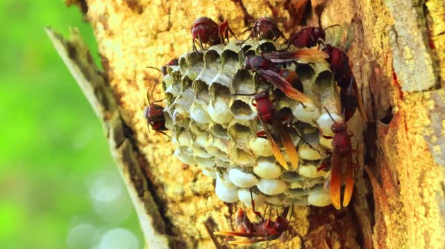 Close-up footage of a wasp nest attached to tree bark with clearly visible larvae inside the hexagonal cells. Several wasps actively guard and move around the nest in a natural outdoor environment.