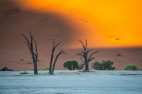 View of stark, skeletal trees standing against the backdrop of fiery sunset hues over the desert landscape, creating a surreal and haunting scene, Sossusvlei, Hardap Region, Namibia.