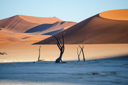 View of stark, skeletal trees punctuate the cracked earth under the gaze of immense, ochre dunes, a symphony of textures and tones in the desert, Sossusvlei, Hardap Region, Namibia.