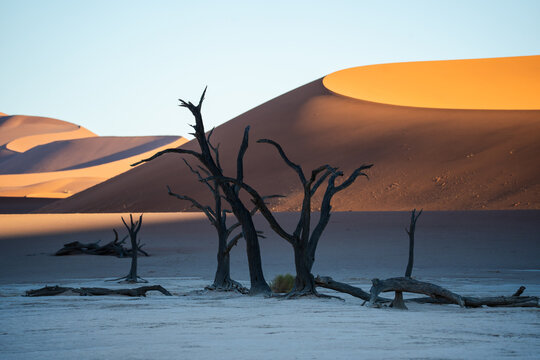 View of the parched earth and skeletal trees reaching towards the sky, contrasted against the golden dunes in Sossusvlei, Hardap Region, Namibia.