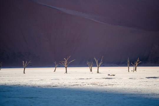 View of sun-scorched skeletons of trees stand starkly against the backdrop of a towering, rust-colored dune in the eerie silence, Sossusvlei, Hardap Region, Namibia.