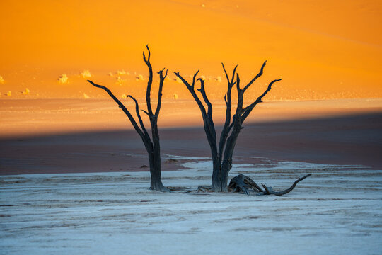View of stark, skeletal trees clawing at the fiery sky above the barren, cracked earth, a landscape of haunting beauty and desolate silence, Sossusvlei, Hardap Region, Namibia.