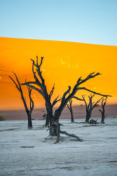 View of stark, skeletal trees reaching towards the azure sky against a backdrop of a fiery orange dune in Sossusvlei, Hardap Region, Namibia.