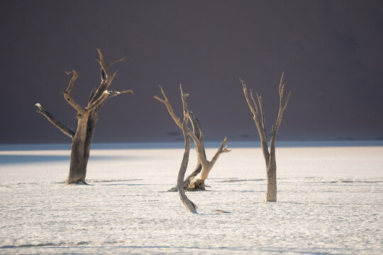 View of stark, skeletal trees reach towards a dusky sky, their bleached forms contrasting against the cracked, white earth, creating an eerie landscape, Namibia.