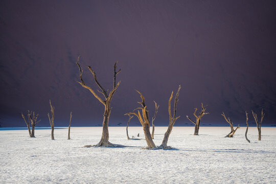 View of skeletal trees piercing the stark white pan under a deep purple sky, creating a surreal landscape of desolation and beauty, Sossusvlei, Hardap Region, Namibia.