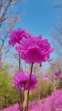High resolution vertical slow motion of pink azaleas in bloom at Wonmisan mountain.