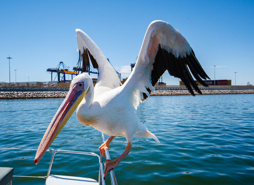 View of a great white pelican perched with outstretched wings on a boat's railing against the backdrop of the harbor, Walvis Bay, Erongo Region, Namibia.