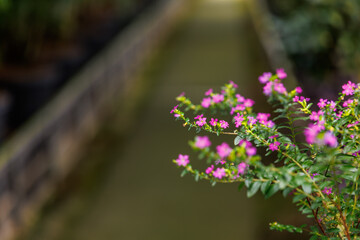 Obraz premium Pink Cuphea hyssopifolia flowers with copy space on blurred garden pathway background