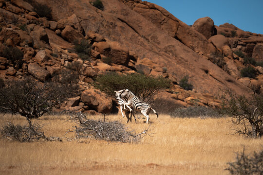 View of zebras clashing amidst the golden grasslands and rocky outcrops under a clear blue sky in the arid landscape, Spitzkoppe, Erongo Region, Namibia.